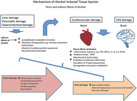 Frontiers Alcohol Mediated Organ Damages Heart And Brain