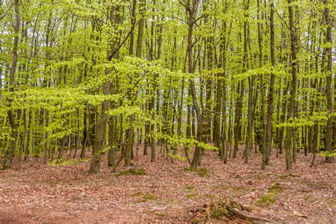 Misty Spring Beech Forest In A Nature Reserve In Southern Sweden