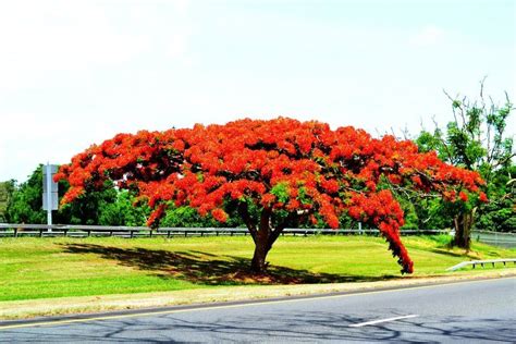 Flamboyán Tree Puerto Rico San Juan Puerto Rico Puerto Rico Puerto