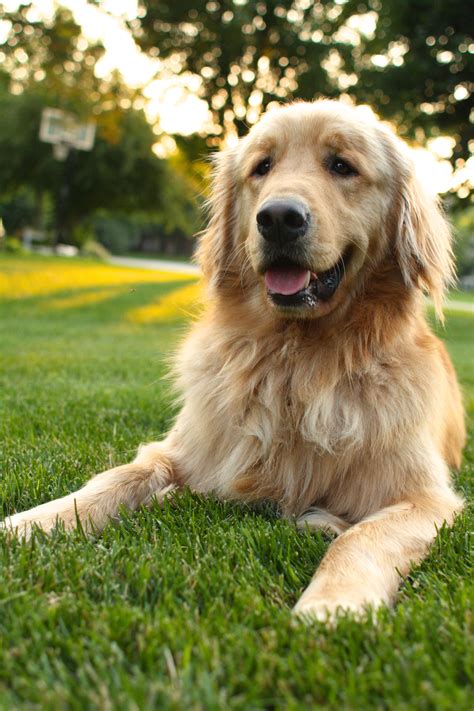 A Golden Retriever Laying In The Grass With His Tongue Out
