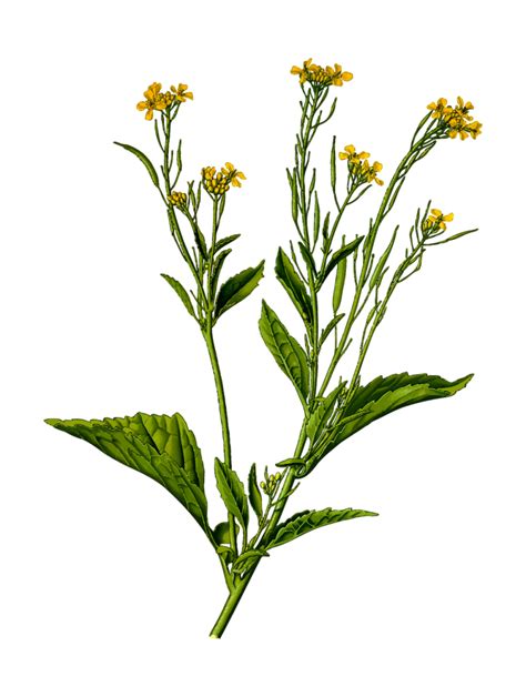 The Greatest Herb The Mustard Plant