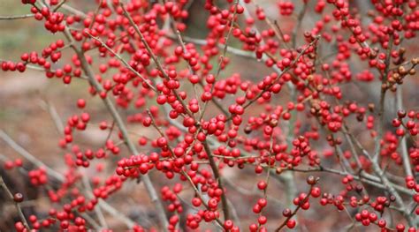 How To Plant Grow And Care For Winterberry Holly