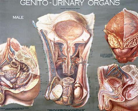 Explore the anatomy systems of the human body! Vintage 1950's Frohse Genito-Urinary Organs Human Anatomy ...