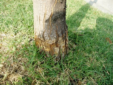 Fine particles like wood dust, on, or by the trunk. Bark Damage on Trees | North Carolina Cooperative Extension