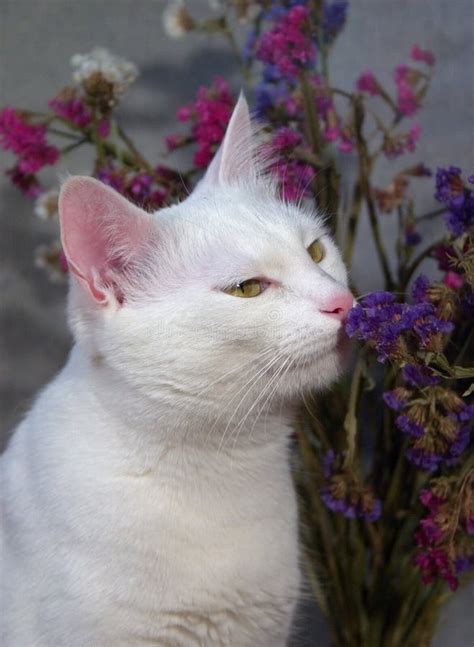 Cat Smelling The Flowers Stock Photo Image Of Animals 1542738