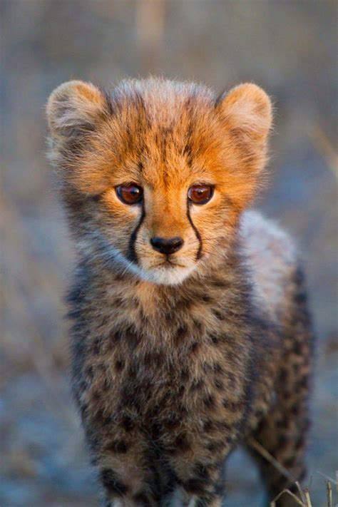 Pretty Little Cheetah Cub Rcheetahs