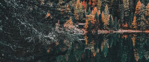 Download Wallpaper 2560x1080 Forest Lake Trees Water Reflection