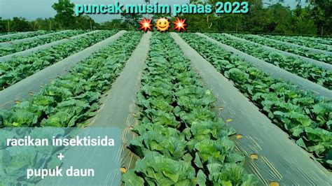 Racikan Insektisida Untuk Tanaman Kubis Dengan Pupuk Daun Youtube