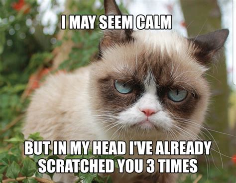 Pin By Tammy Loder On Grumpy Cat Funny Grumpy Cat Memes Cat Jokes