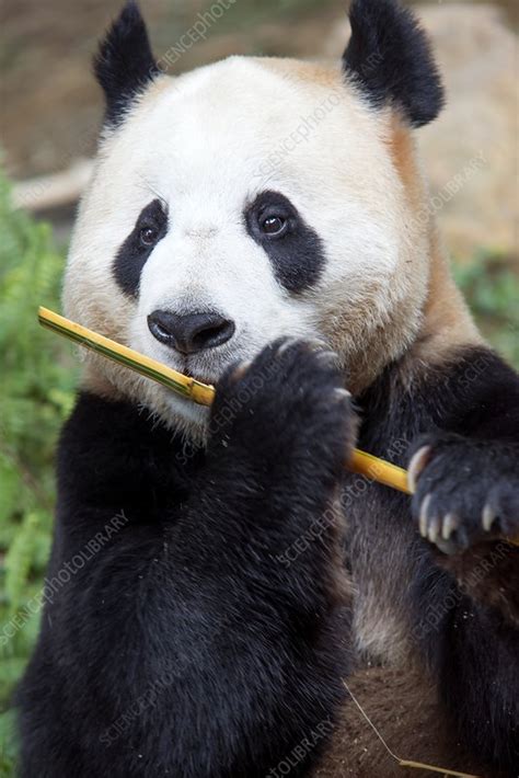 Giant Panda Eating Bamboo Stock Image C0169536 Science Photo Library
