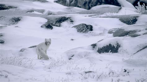 Nature Winter Snow Animals Landscape Arctic Fox