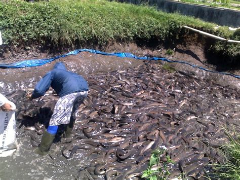 Cara budidaya ikan hias discus di akuarium untuk pemula. Cara Budidaya Ikan Lele di Kolam Tanah - Dayaternak