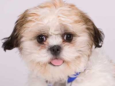 We did not find results for: Shichon - Price, Temperament, Life span