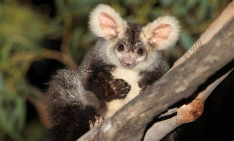 Two new marsupial species have just been discovered in Australia