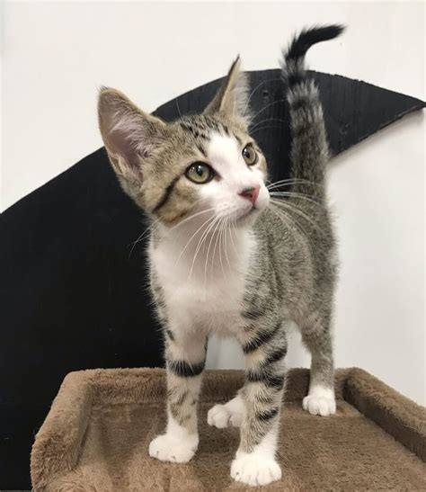 Huntington's first cat cafe lounge! Tallahassee Cat Cafe