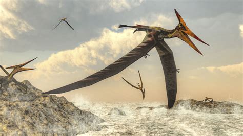 Pterosaurs Did They Actually Survive Extinction Uccelli Che Volano