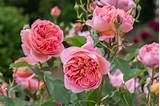 Best Fragrant Climbing Roses