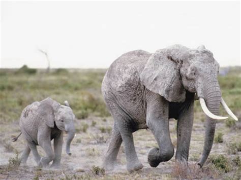 leaked statistics confirm scale of tanzania s elephant poaching crisis wildlife news