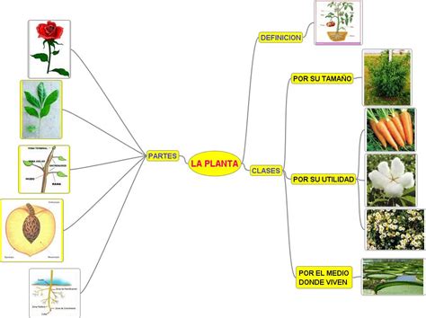 Mapa Mental De Las Plantas EDULEARN