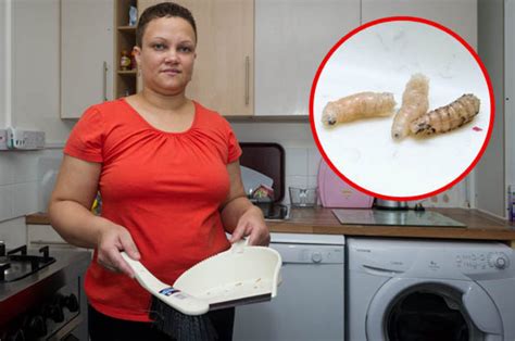 They are conically shaped and often a grey or. Maggot kitchen invasion caused by rotting body in upstairs ...