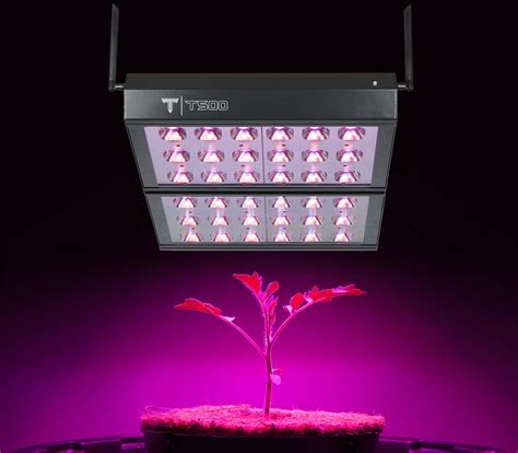 Growing Tomatoes Indoors Using Led Grow Lights Best Led Grow Lights