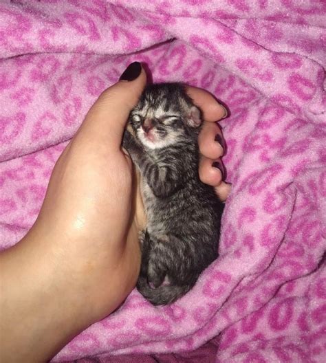 Kitten Who Was Abandoned In Parking Lot Finds New Mom And Wont Let Go