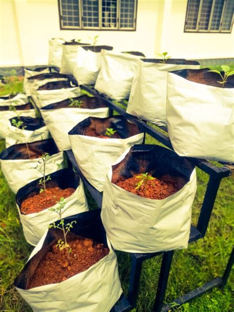 Grow Bag Gardening Benefits How To Use Sizing And More The Practical Planter