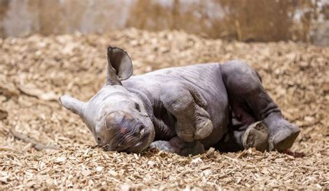 Critically Endangered Black Rhino Born At Pembrokeshire Zoo Folly Farm