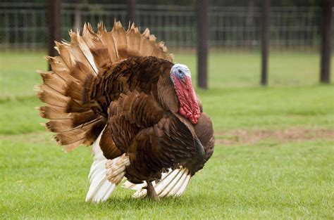 Turkey Bird Wildlife Thanksgiving Nature Wallpaper 5050x3342 766973