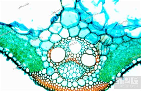 Zea Leaf Midrib Xylem Phloem Vascular Bundle Vascular Tissue 400