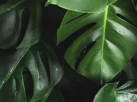 Other plants like pothos and jade plants are sometimes referred to as money plants, but the pachira aquatica is the variety used by the followers of feng shui. How to Care for and Grow Your Monstera Deliciosa in 2020 | Plants, Plant care, Easy care plants
