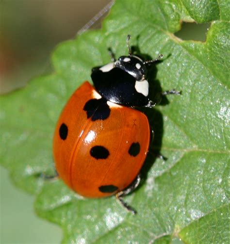 7 Spot Ladybird Naturespot
