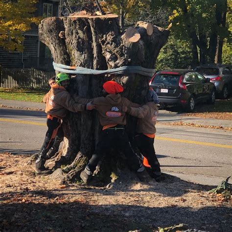 Tree Removal Services In Stoughton Ma Walnut Tree Service