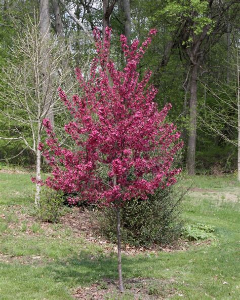 Malus X Prairifire Flowering Crabapple 15 Trees Siteone