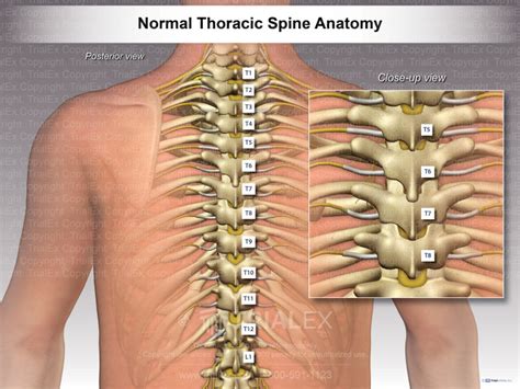 Anatomical Illustration Of A Typical Thoracic Spine Level Showing The