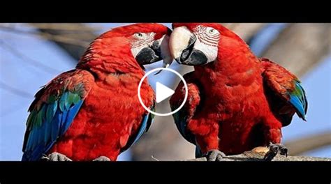 Parrots Majestic Birds Papwildlife