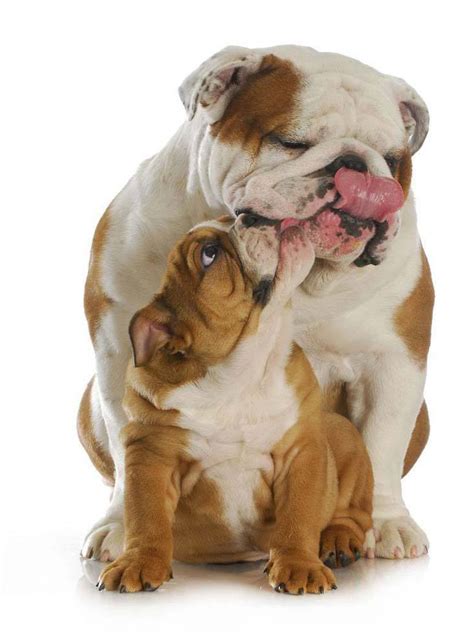 We're fans of the backdoor test for dog name selection. Bulldog Names: For English, French & American Bull Dogs