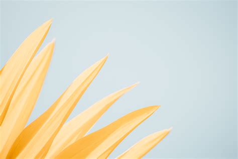 Pastel Yellow Aesthetic Desktop Wallpapers Top Free Pastel Yellow