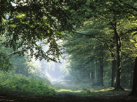 Likely constructed at the beginning of the 13 th century, the first historical mention of landeck castle came in 1237. Black forest germany wallpaper |See To World