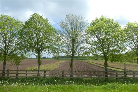 Trees Along Cattal Street DS Pugh Geograph Britain And Ireland