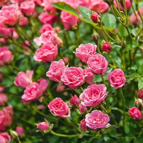 Mini Rose Lilly Rose Wonder5 Online Kaufen Bei Gärtner Pötschke