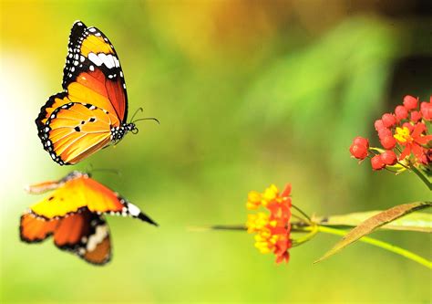 Flowers And Butterflies Bing Images Butterfly Background Butterfly