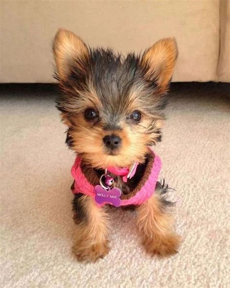 Yorkie Poo 12 Amazing Facts About Yorkie Poodle Mix Cute Dogs