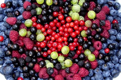 Pick Your Own Berries — Monadnock Berries | Berries, Blueberry picking ...