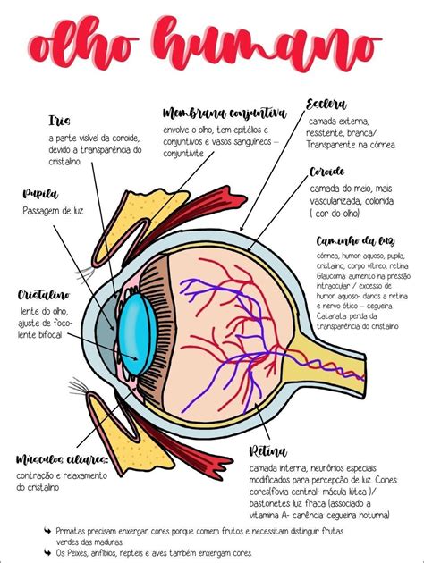 Mapa Mental Olho Humano