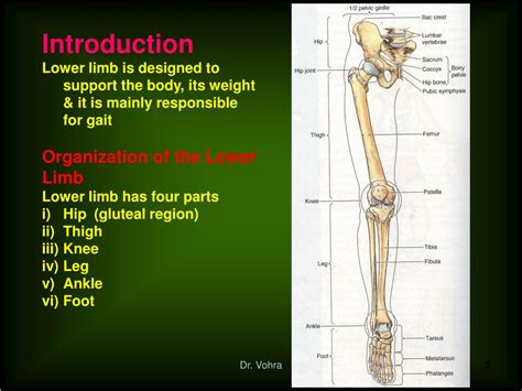 Ppt Lower Limb Powerpoint Presentation Free Download Id199058