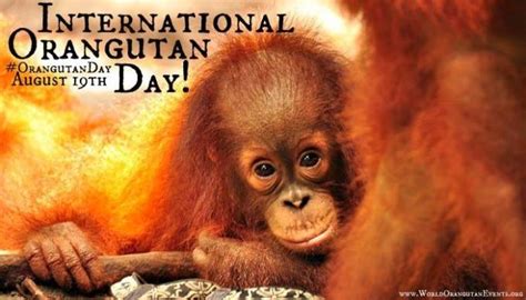 August 19th Is International Orangutan Day Orangutan Outreach