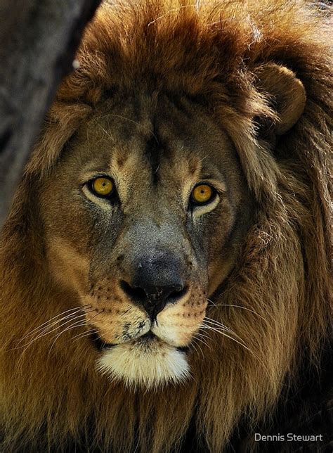 Lions Eye By Dennis Stewart Redbubble