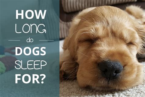How Long Do Dogs Sleep Pooching Around
