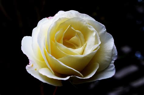 Розы Белые Большое Фото Telegraph